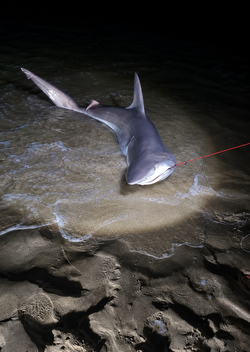 Lily’s First Shark – 2m Land-Based Catch on the River Bull Rig