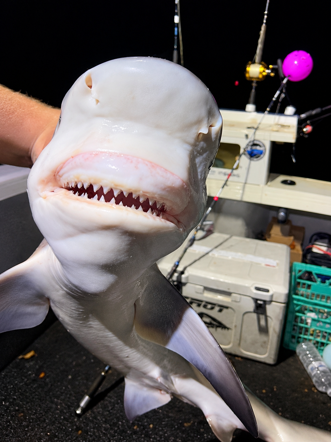 Shark Report – Three Bull Sharks Caught in the Brisbane River