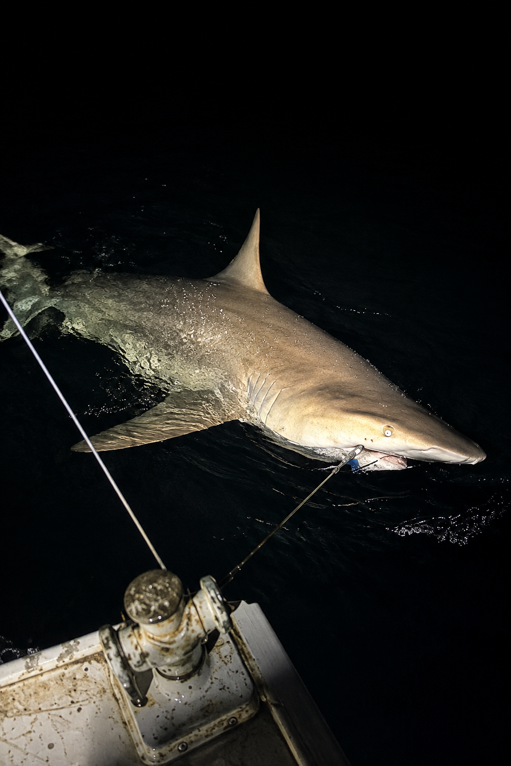 2.45m Whaler Shark on the River Bull Rig