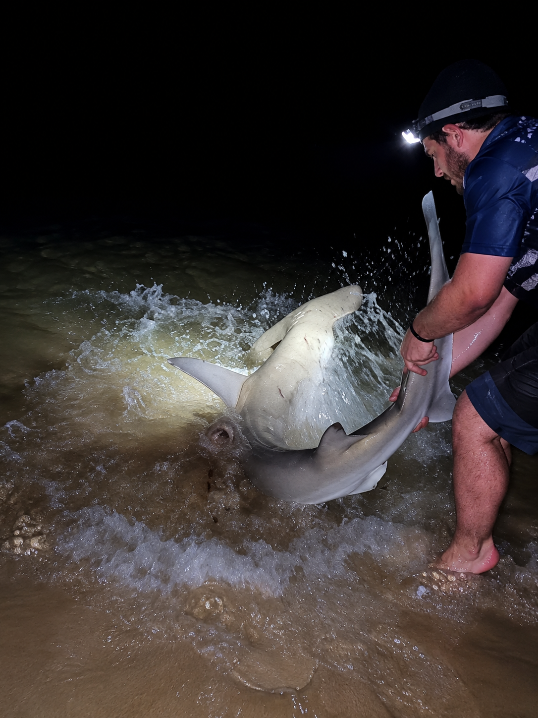 1.9m Scalloped Hammerhead on the River Bull Rig