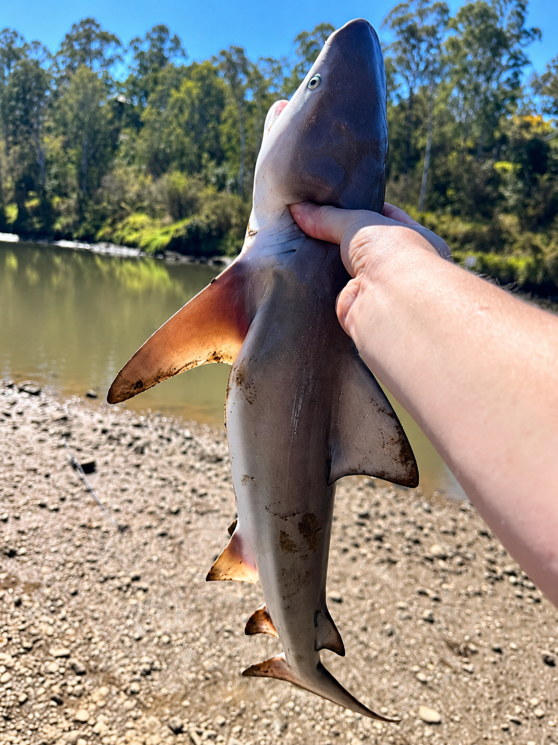 3 Bull Shark Pups on the Brisbane River | River Pup Rig