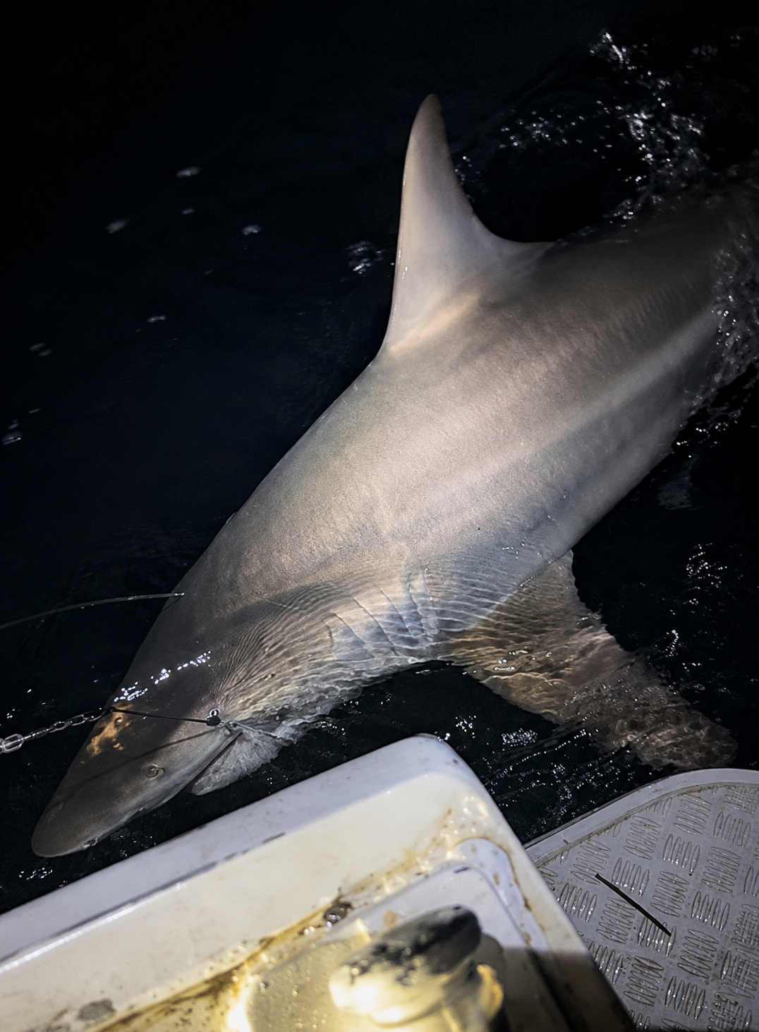 2.2m Whaler Shark on the River Bull Rig