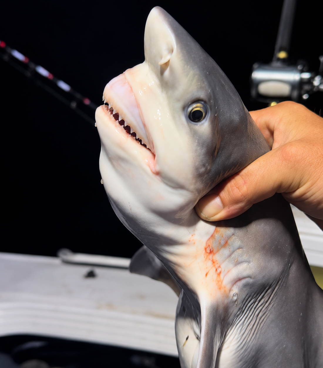 Bremer River Bull Shark Pup | River Pup Rig
