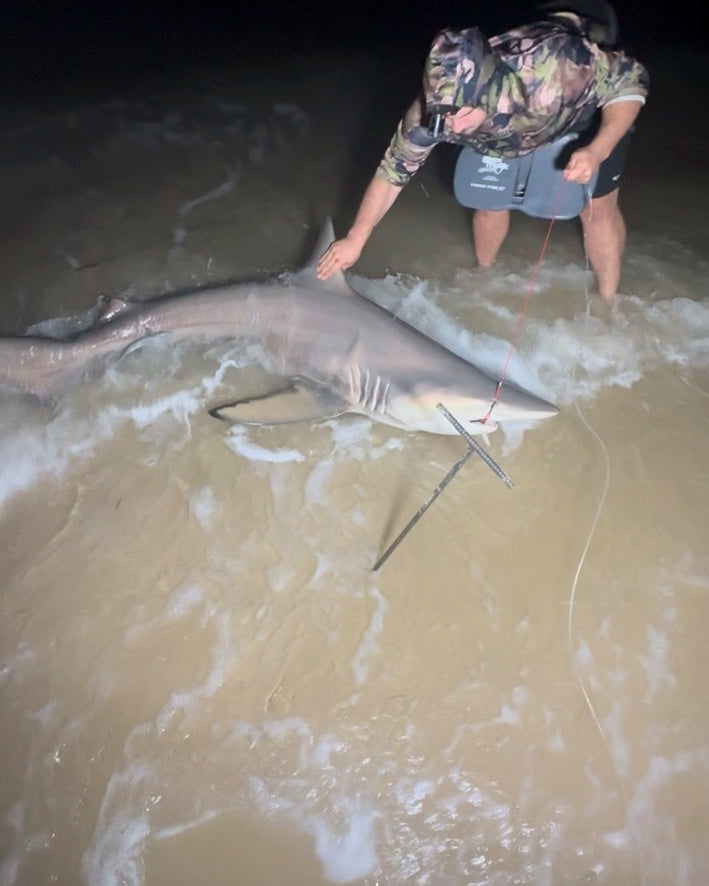 Shark Report – 2.4m Gold Coast Whaler Shark | Noah