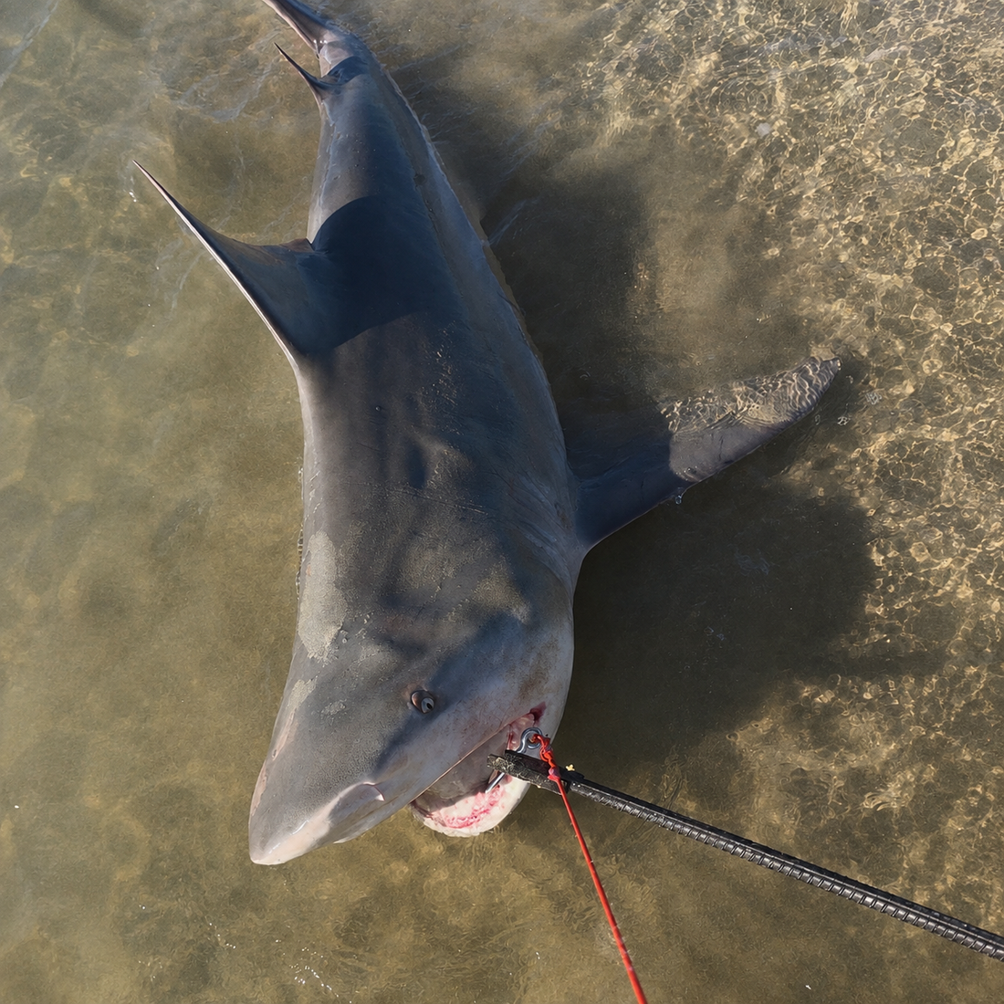 Double Trouble on the Gold Coast – Two Bull Sharks, One River Bull Rig
