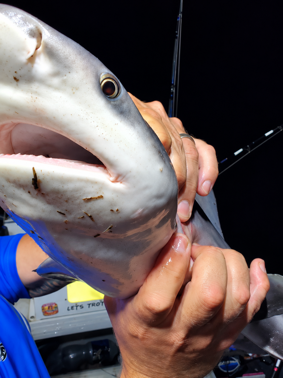 Brisbane River Bull Shark | River Pup Shark Rig