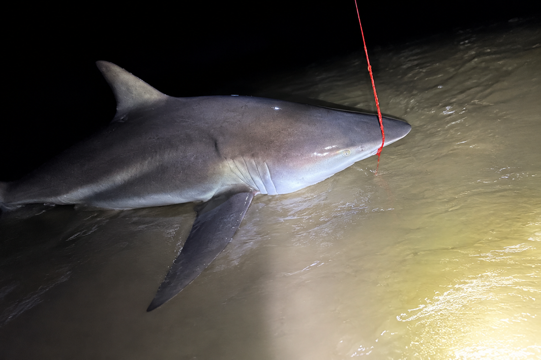 2.24m Spinner Shark on the River Bull Rig | Gold Coast