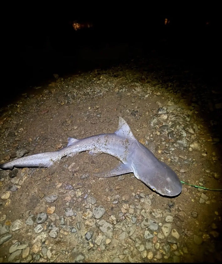 Shark Report – Brisbane River Bull Shark on the River Pup Shark Rig