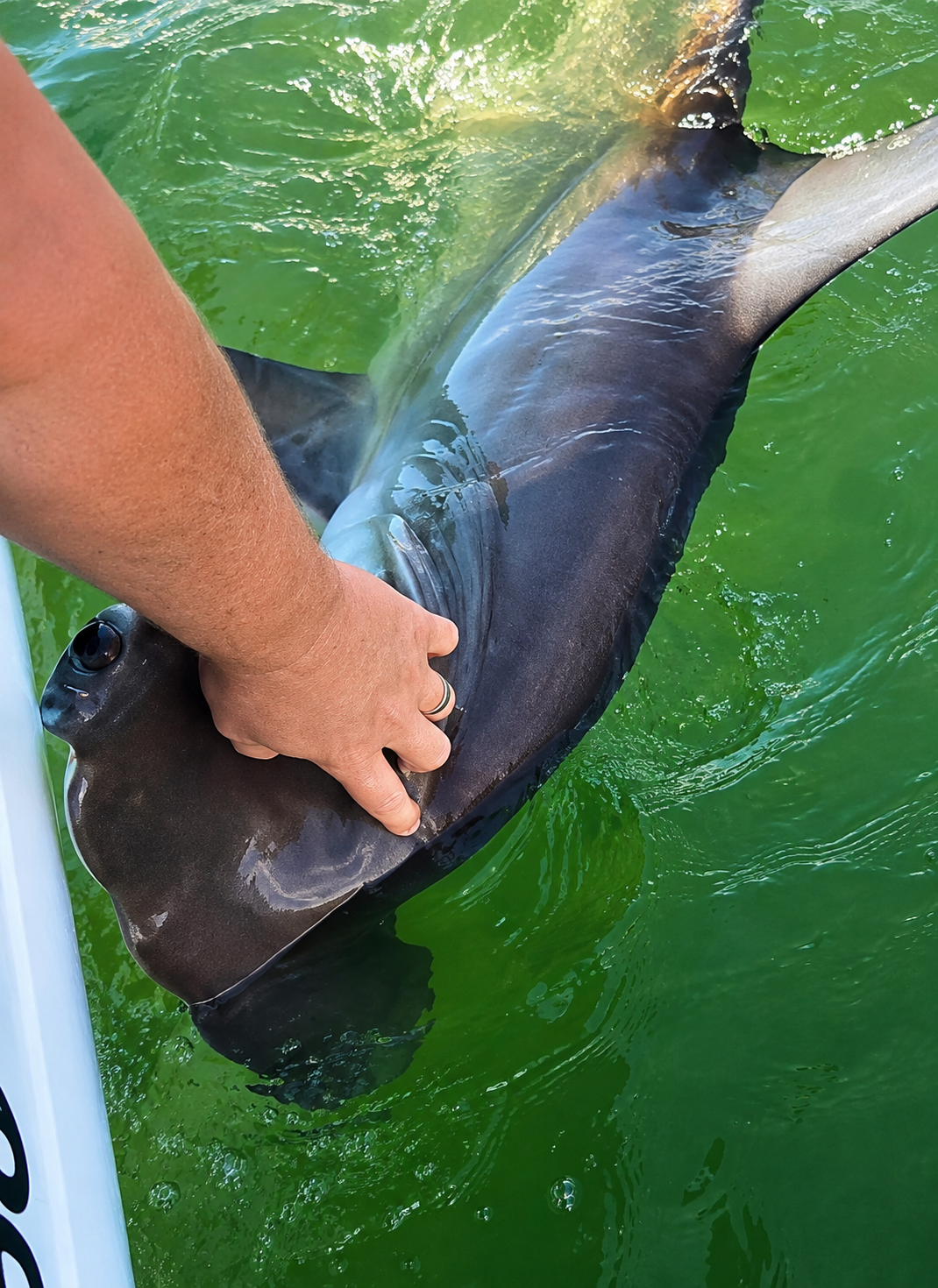 2m Hammerhead Caught on the River Pup Rig – Port of Brisbane