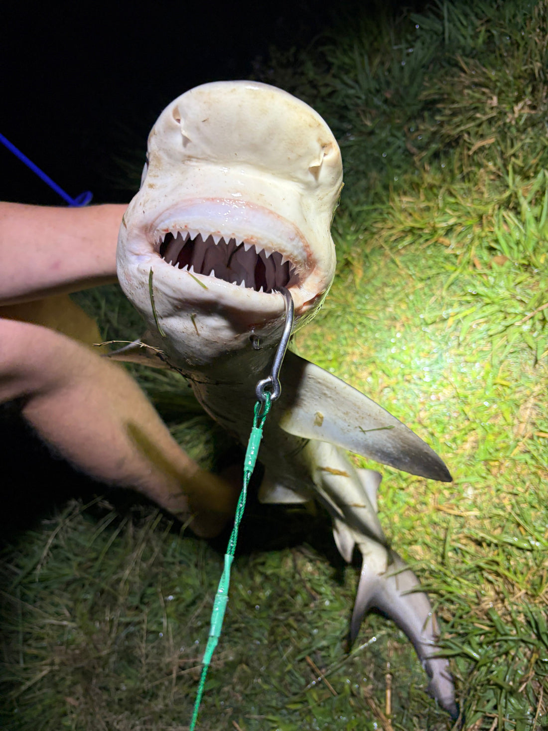 Two Bremer River Bull Sharks | River Pup Shark Rig
