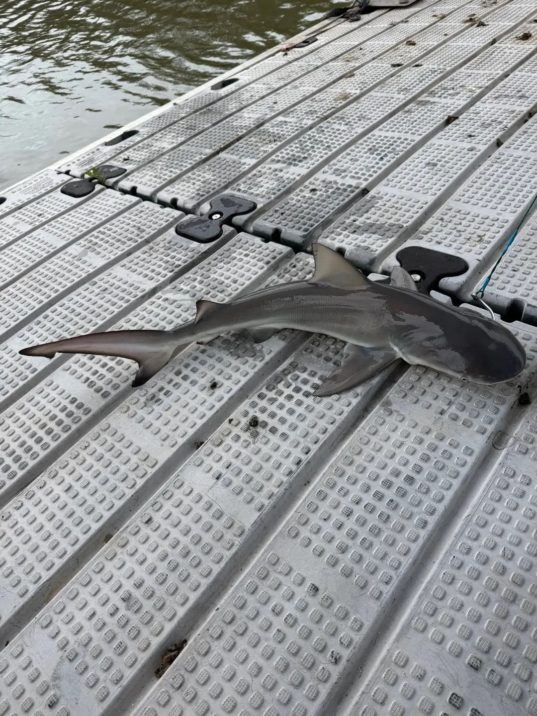 Bull Shark Pup Caught on Catfish Bait | Shark Report Australia