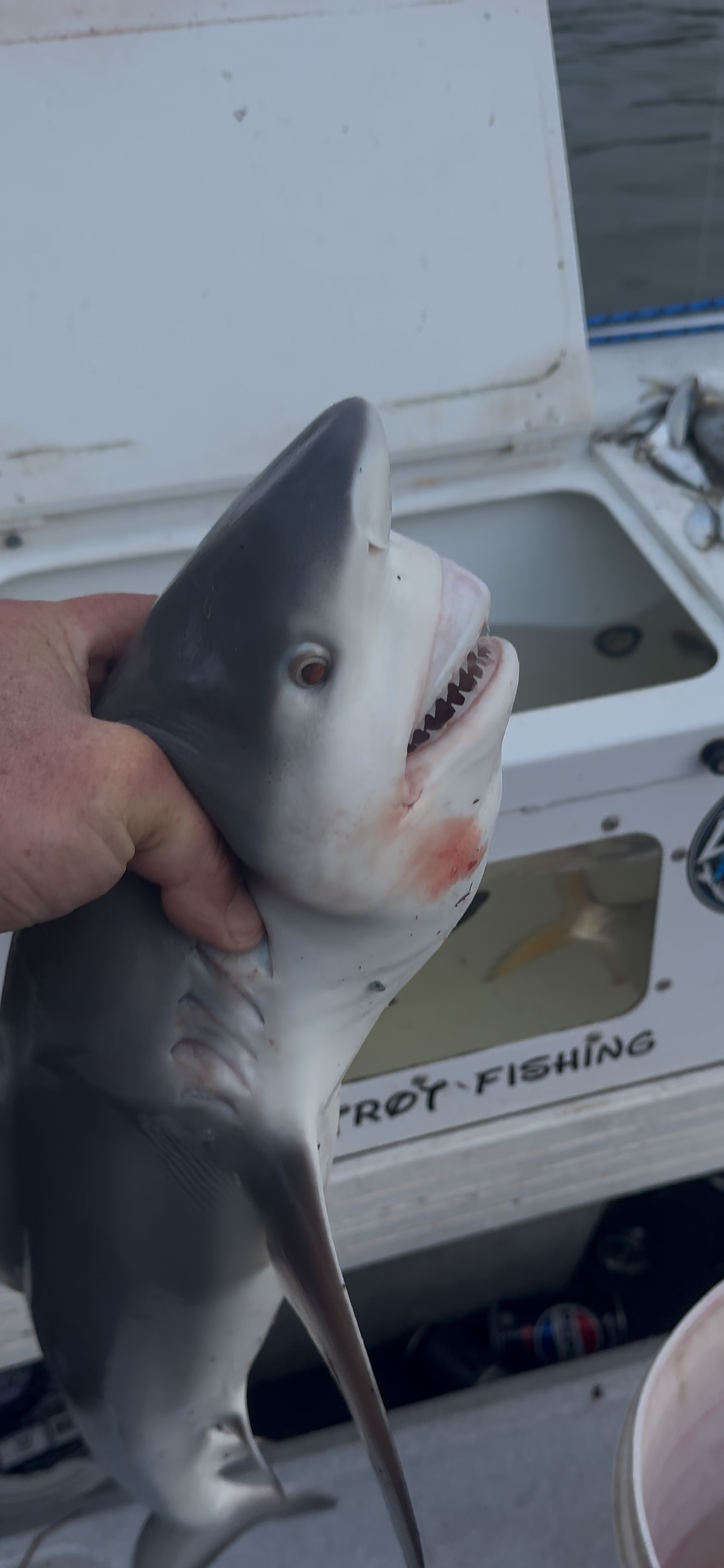 Bull Shark Caught in Brisbane River on Live Herring | Shark Report