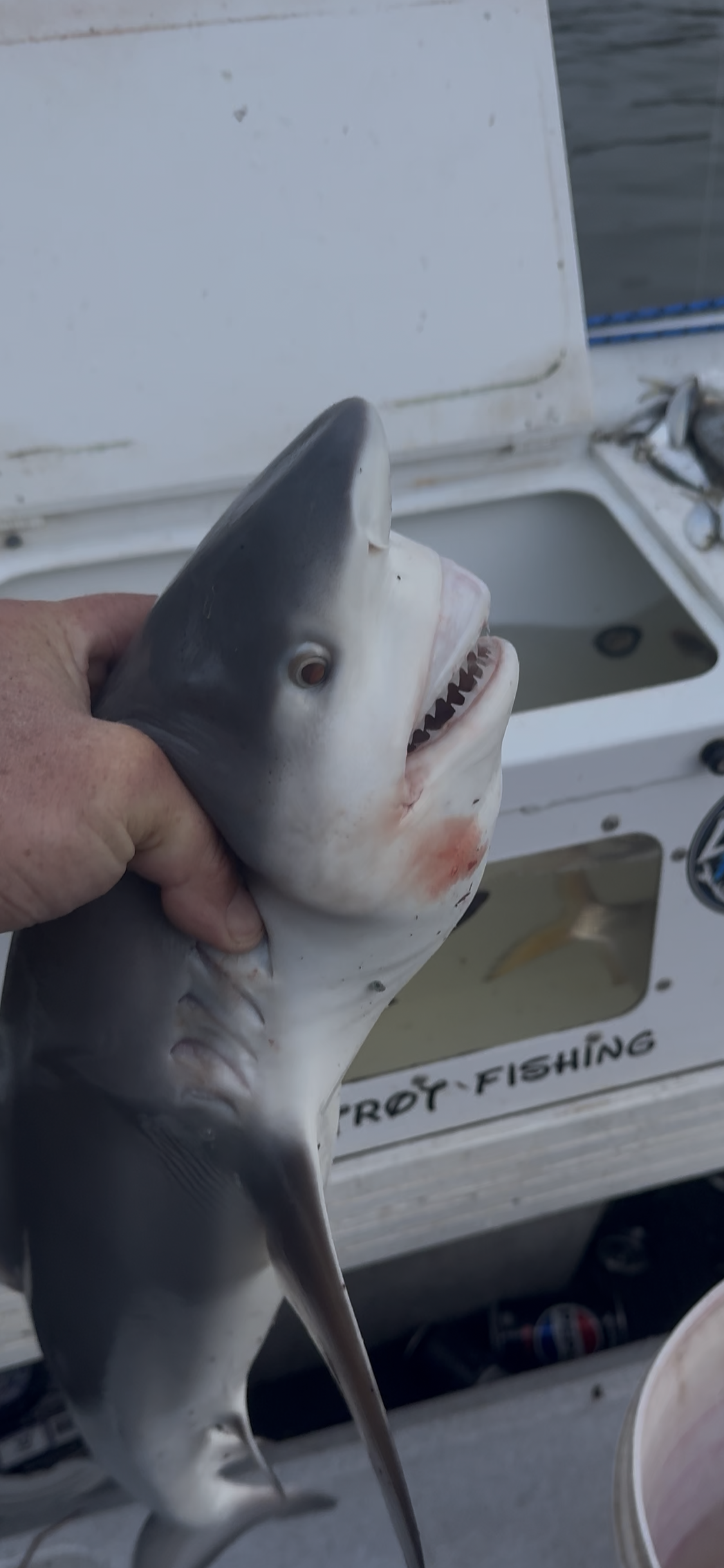 Bull Shark Caught in Brisbane River on Live Herring | Shark Report